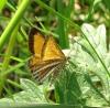 Isturgia limbaria